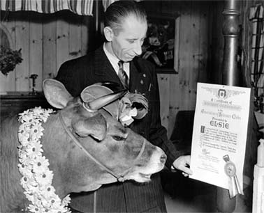 Hal Rogers presenting an honorary Kinsmen membership to Bessie the Cow